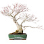 Acer palmatum, 34 cm, ± 30 years old, with beautiful old bark