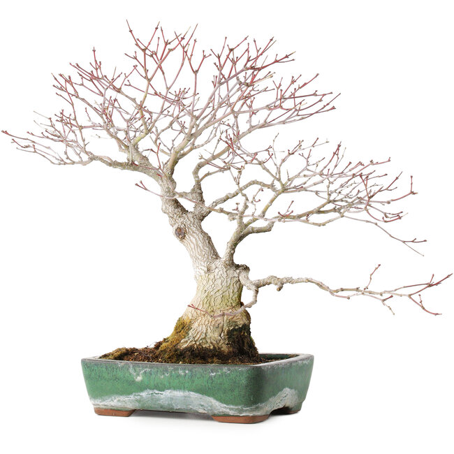Acer palmatum, 34 cm, ± 30 anni, con bella corteccia antica