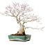 Acer palmatum, 34 cm, ± 30 years old, with beautiful old bark