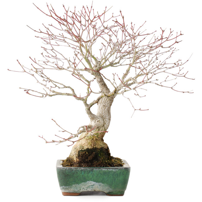 Acer palmatum, 34 cm, ± 30 años, con hermosa corteza antigua