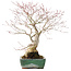 Acer palmatum, 34 cm, ± 30 ans, avec une belle vieille écorce
