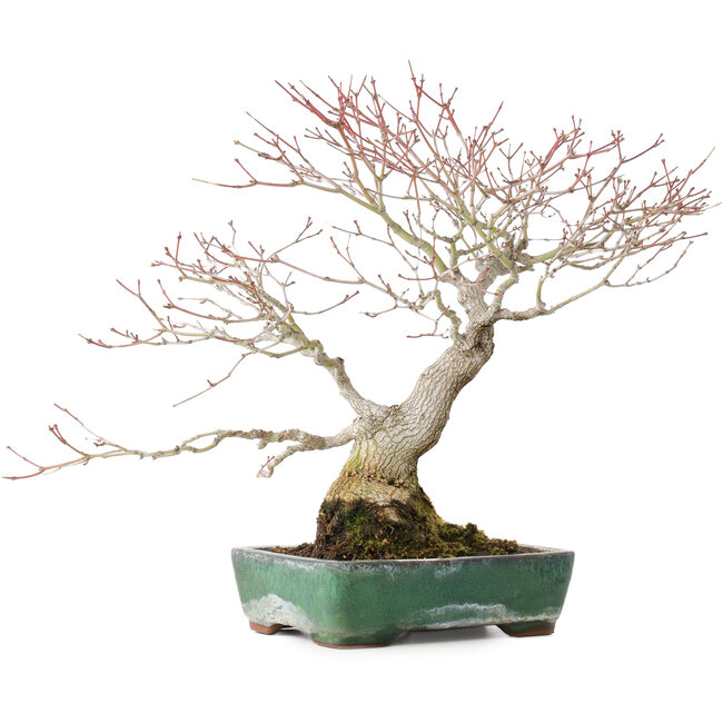 Acer palmatum, 34 cm, ± 30 jaar oud, met mooie oude bast