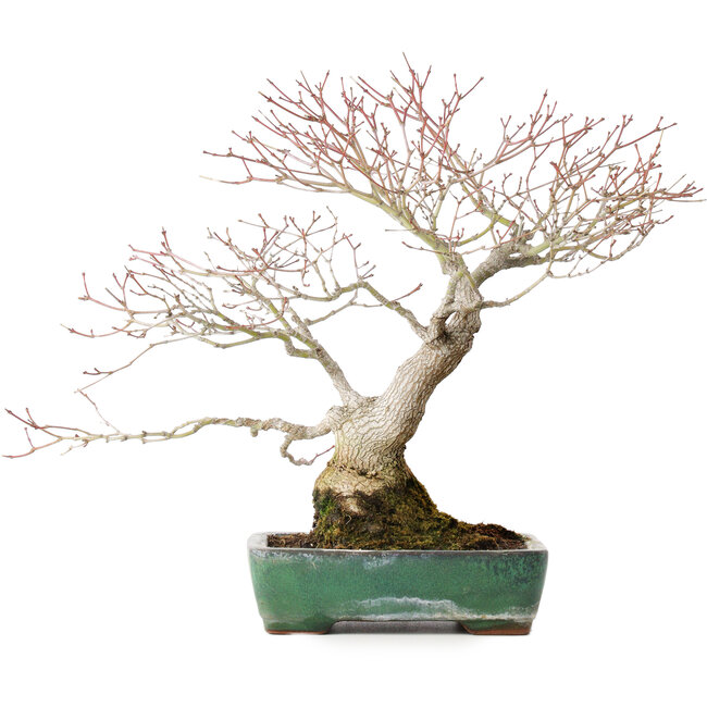 Acer palmatum, 34 cm, ± 30 jaar oud, met mooie oude bast