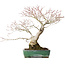 Acer palmatum, 34 cm, ± 30 ans, avec une belle vieille écorce