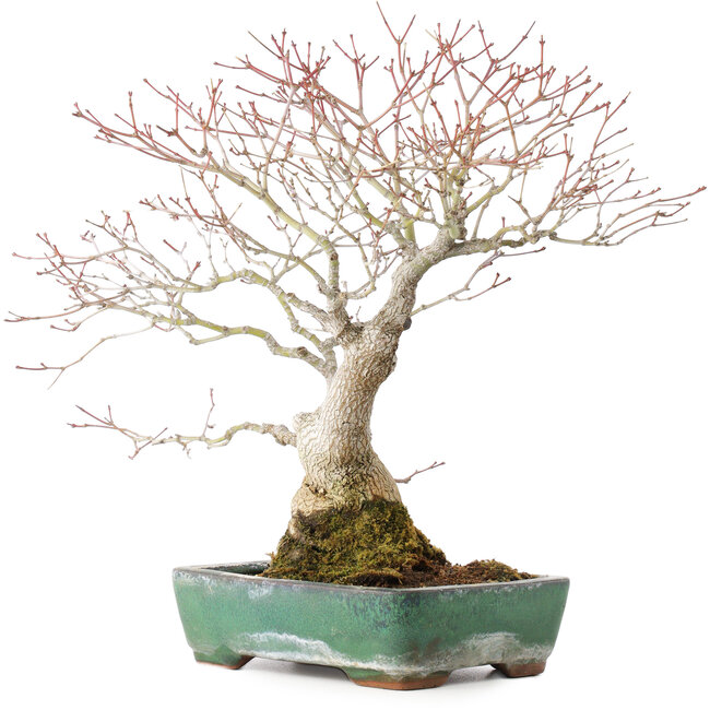 Acer palmatum, 34 cm, ± 30 jaar oud, met mooie oude bast