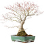 Acer palmatum, 34 cm, ± 30 ans, avec une belle vieille écorce
