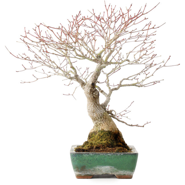 Acer palmatum, 34 cm, ± 30 Jahre alt, mit schöner alter Rinde