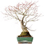 Acer palmatum, 34 cm, ± 30 years old, with beautiful old bark