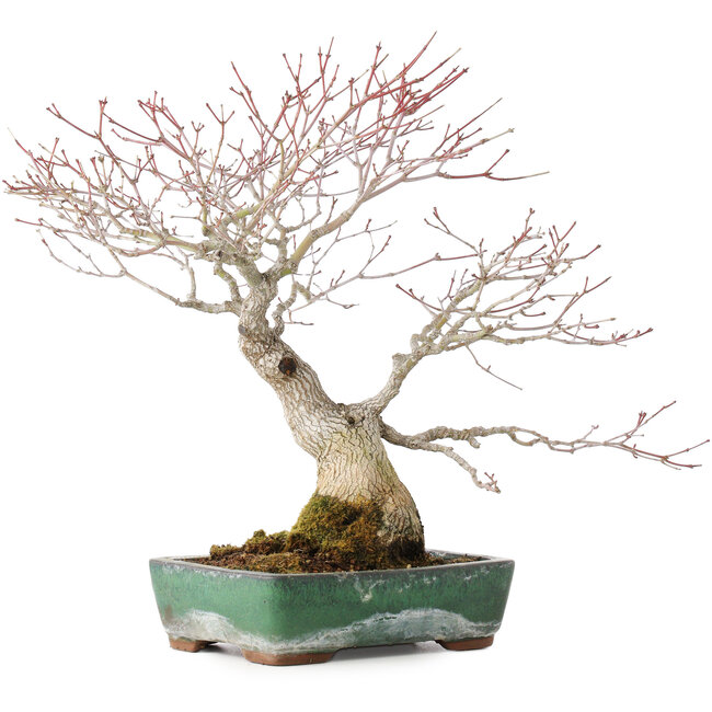 Acer palmatum, 34 cm, ± 30 años, con hermosa corteza antigua