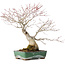 Acer palmatum, 34 cm, ± 30 ans, avec une belle vieille écorce