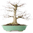 Acer palmatum, 35,5 cm, ± 30 years old, in a pot with a chip of one foot