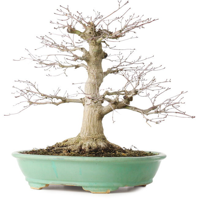 Acer palmatum, 35,5 cm, ± 30 ans, en pot avec un éclat d'un pied