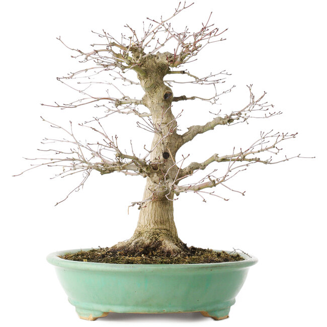Acer palmatum, 35,5 cm, ± 30 ans, en pot avec un éclat d'un pied