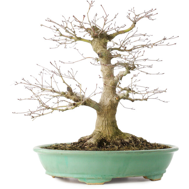 Acer palmatum, 35,5 cm, ± 30 years old, in a pot with a chip of one foot