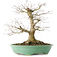 Acer palmatum, 35,5 cm, ± 30 ans, en pot avec un éclat d'un pied