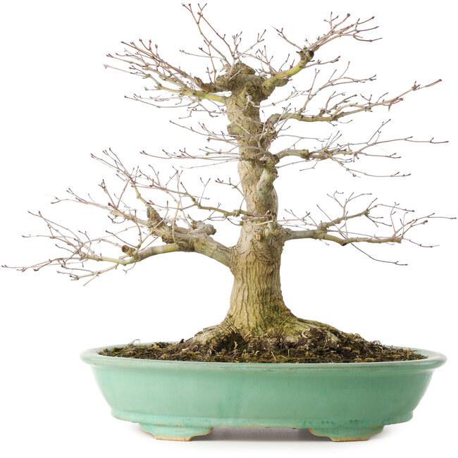 Acer palmatum, 35,5 cm, ± 30 jaar oud, in een pot met een chip van één voet