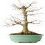 Acer palmatum, 35,5 cm, ± 30 years old, in a pot with a chip of one foot