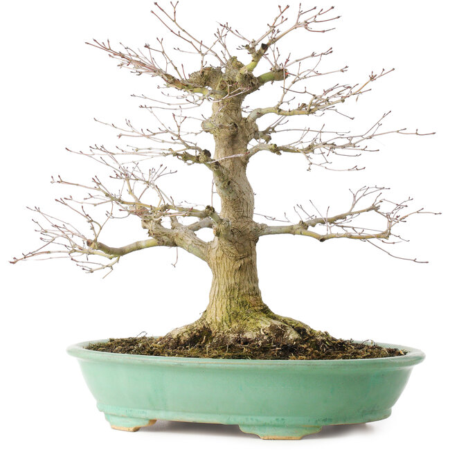 Acer palmatum, 35,5 cm, ± 30 Jahre alt, in einem Topf mit einem Chip von einem Fuß