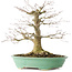 Acer palmatum, 35,5 cm, ± 30 ans, en pot avec un éclat d'un pied