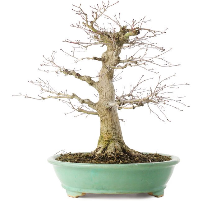 Acer palmatum, 35,5 cm, ± 30 Jahre alt, in einem Topf mit einem Chip von einem Fuß