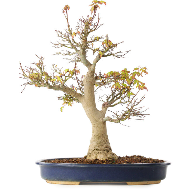 Acer palmatum, 49 cm, ± 20 Jahre alt