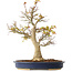 Acer palmatum, 49 cm, ± 20 Jahre alt