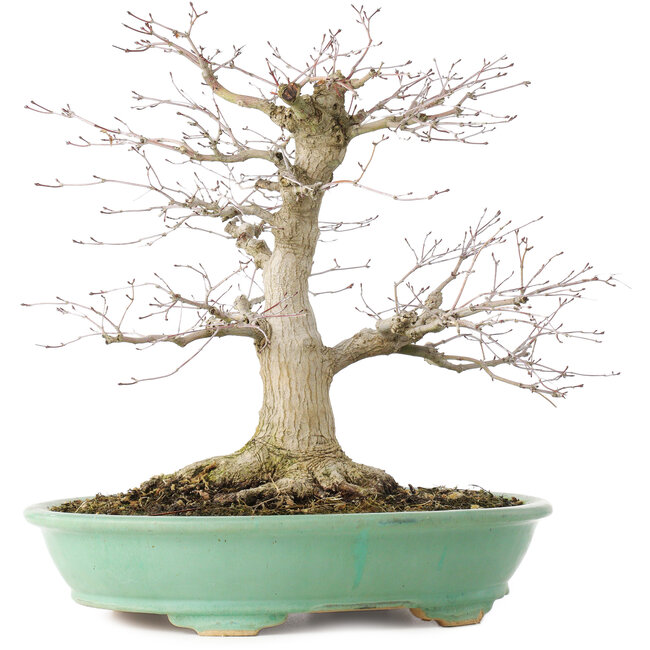 Acer palmatum, 35,5 cm, ± 30 anni, in vaso con scheggiatura di un piede