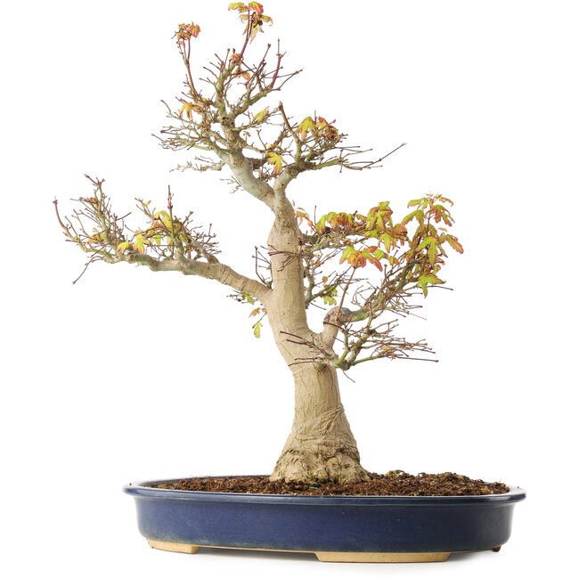 Acer palmatum, 49 cm, ± 20 Jahre alt