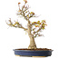 Acer palmatum, 49 cm, ± 20 años
