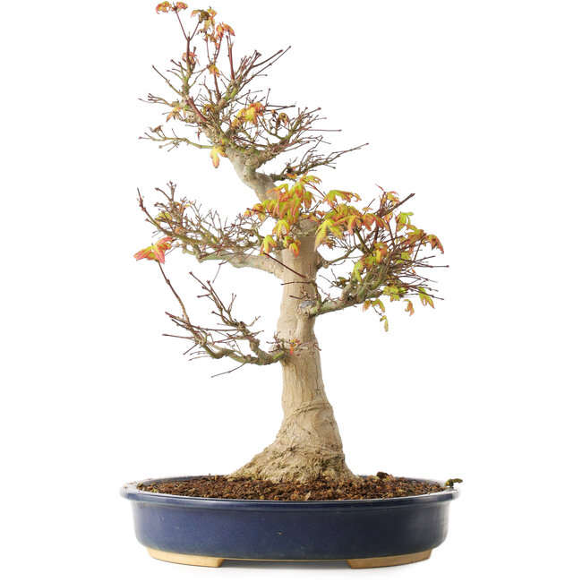 Acer palmatum, 49 cm, ± 20 jaar oud