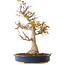 Acer palmatum, 49 cm, ± 20 Jahre alt