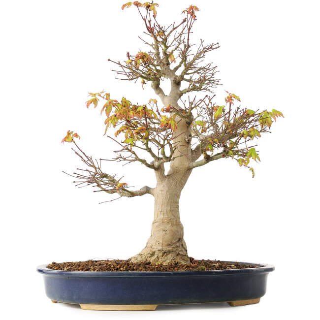 Acer palmatum, 49 cm, ± 20 jaar oud