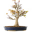 Acer palmatum, 49 cm, ± 20 años