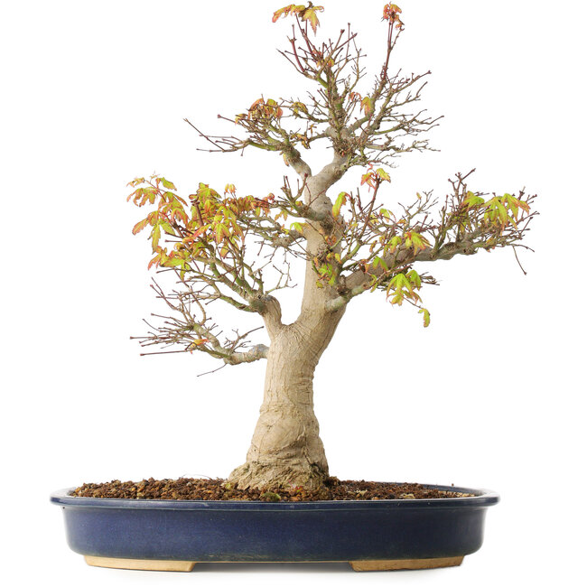 Acer palmatum, 49 cm, ± 20 Jahre alt