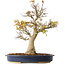 Acer palmatum, 49 cm, ± 20 Jahre alt
