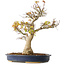 Acer palmatum, 49 cm, ± 20 Jahre alt