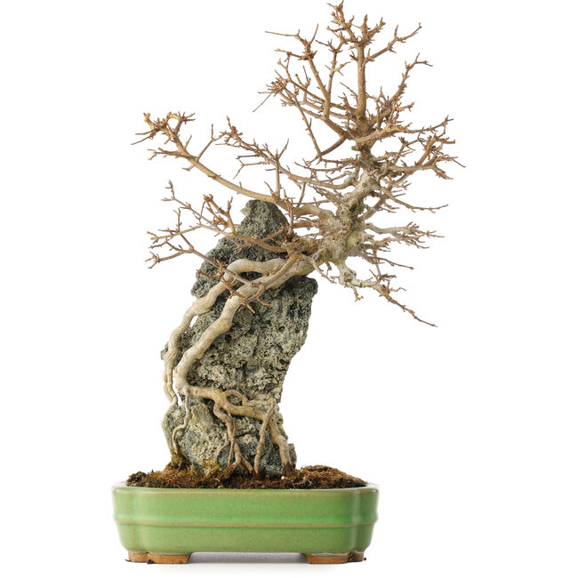 Acer buergerianum, 48 cm, ± 25 jaar oud, in een handgemaakte Japanse pot van Hattori