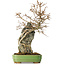 Acer buergerianum, 48 cm, ± 25 jaar oud, in een handgemaakte Japanse pot van Hattori