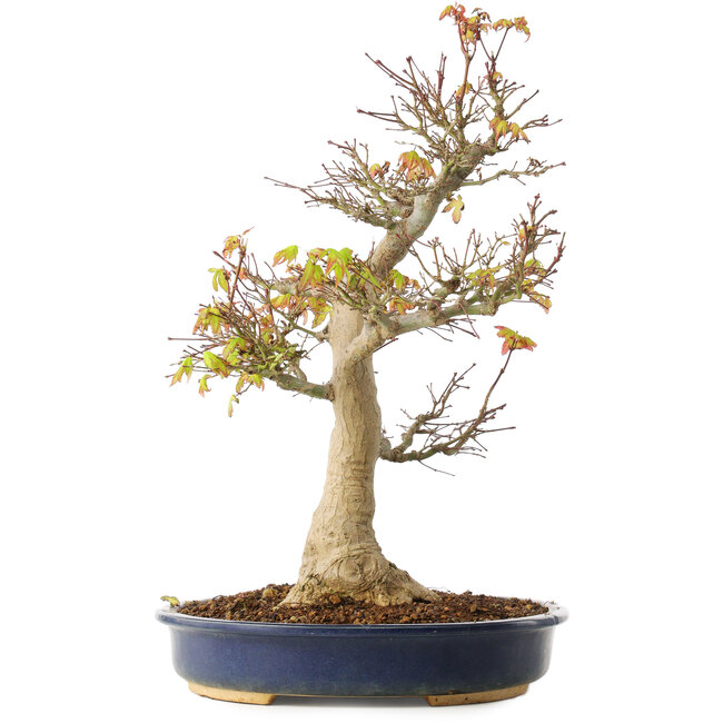 Acer palmatum, 49 cm, ± 20 años