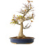 Acer palmatum, 49 cm, ± 20 Jahre alt