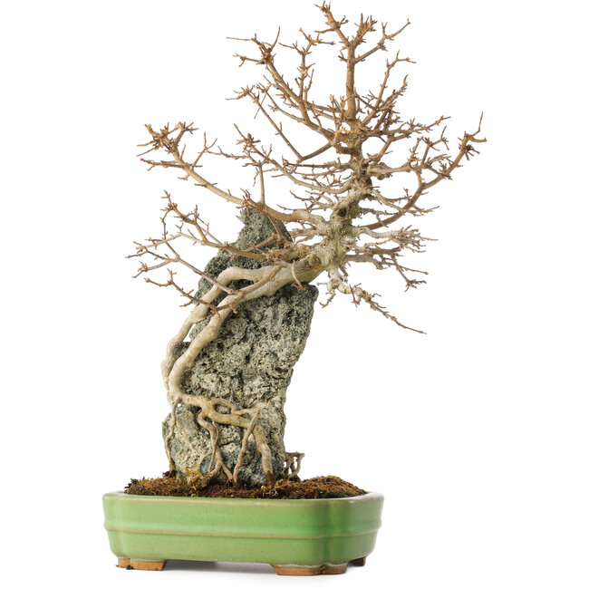 Acer buergerianum, 48 cm, ± 25 años, en una maceta japonesa hecha a mano por Hattori