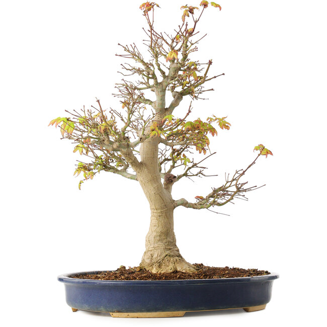 Acer palmatum, 49 cm, ± 20 Jahre alt