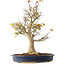Acer palmatum, 49 cm, ± 20 Jahre alt