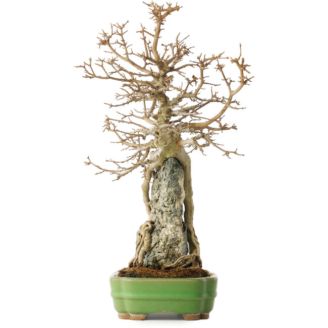 Acer buergerianum, 48 cm, ± 25 anni, in un vaso giapponese fatto a mano da Hattori