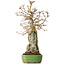 Acer buergerianum, 48 cm, ± 25 jaar oud, in een handgemaakte Japanse pot van Hattori