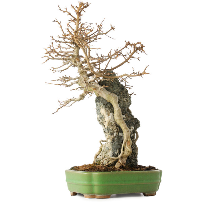 Acer buergerianum, 48 cm, ± 25 Jahre alt, in einem handgefertigten japanischen Topf von Hattori