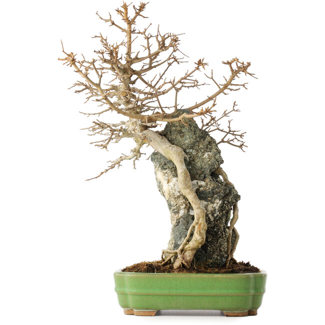 Acer buergerianum, 48 cm, ± 25 anni, in un vaso giapponese fatto a mano da Hattori