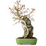 Acer buergerianum, 48 cm, ± 25 jaar oud, in een handgemaakte Japanse pot van Hattori