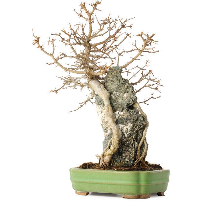 Acer buergerianum, 48 cm, ± 25 years old, in a handmade Japanese pot by Hattori