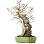 Acer buergerianum, 48 cm, ± 25 jaar oud, in een handgemaakte Japanse pot van Hattori